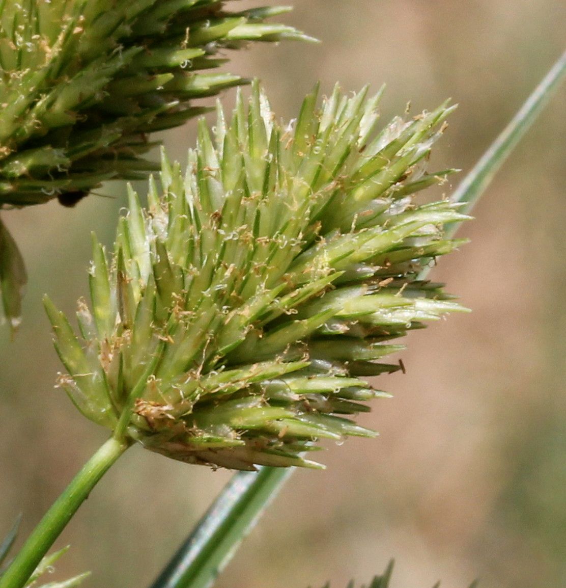 Cyperus rigens flower