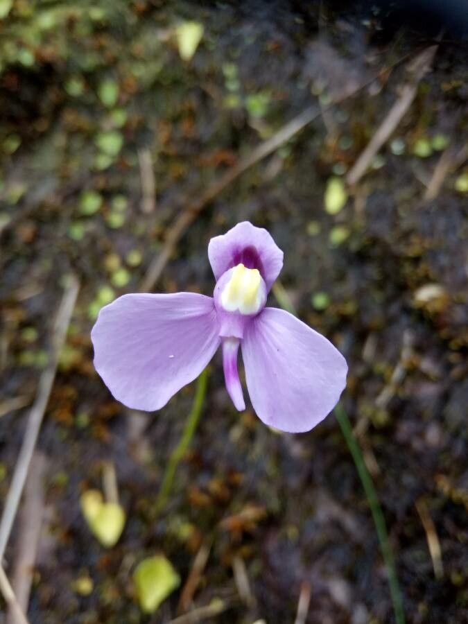 Utricularia geminiloba flower