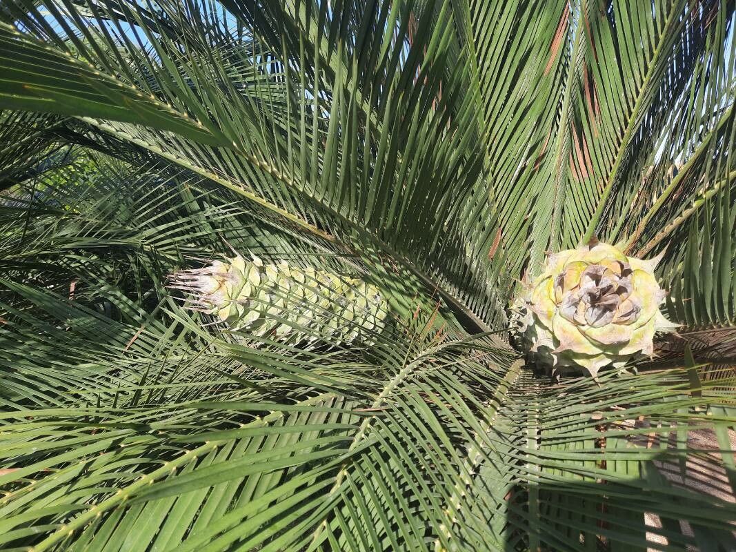 Macrozamia moorei flower