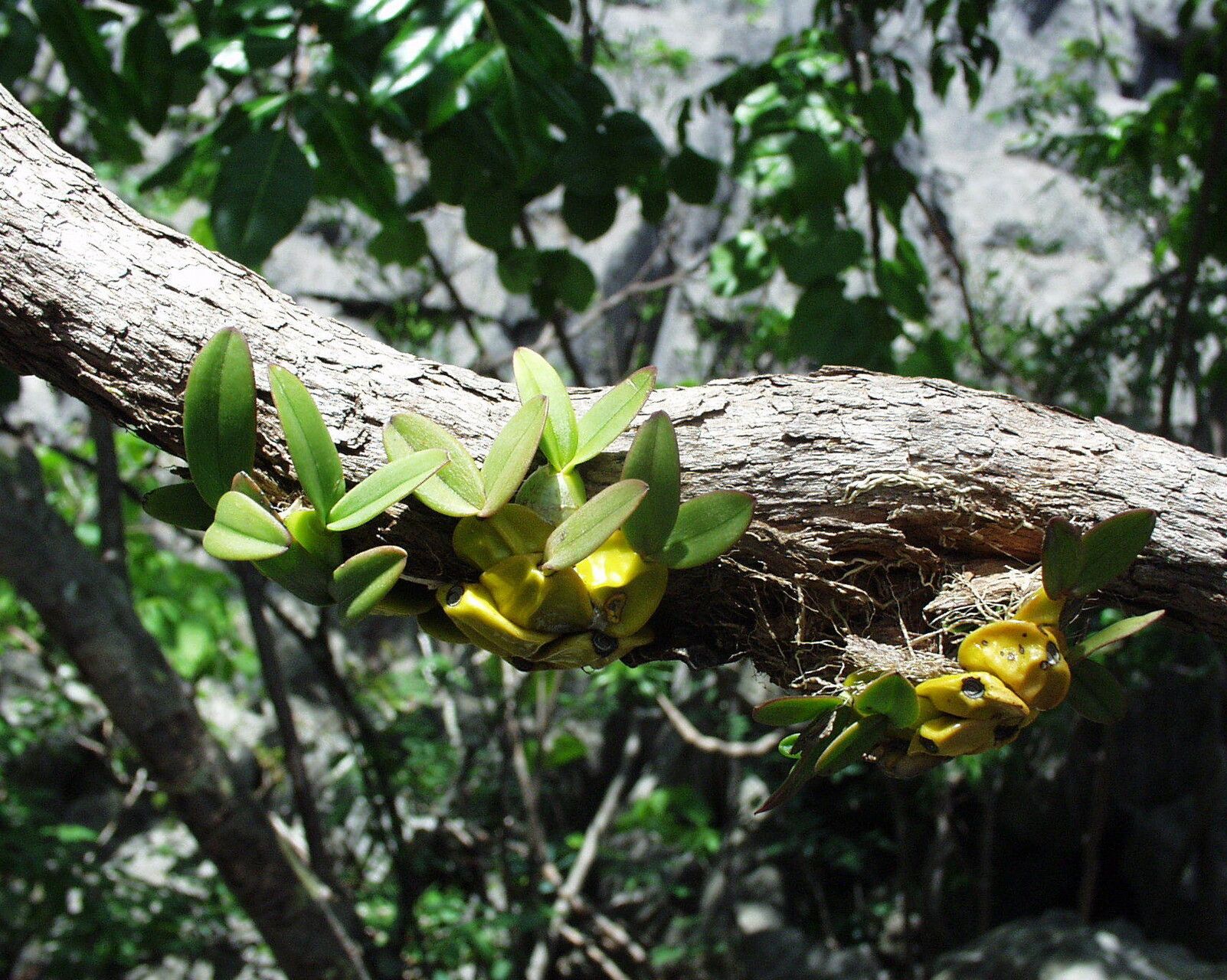 Bulbophyllum histrionicum habit