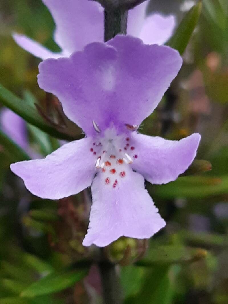Westringia eremicola flower