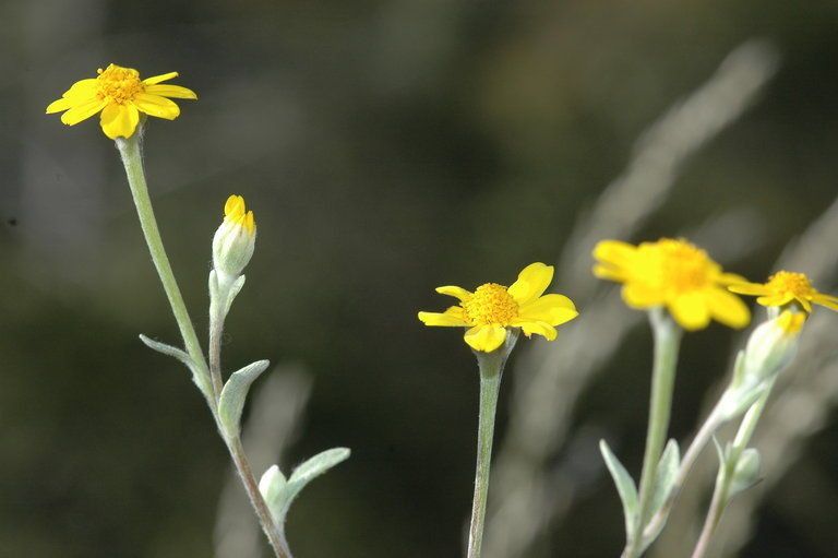 Eriophyllum congdonii habit
