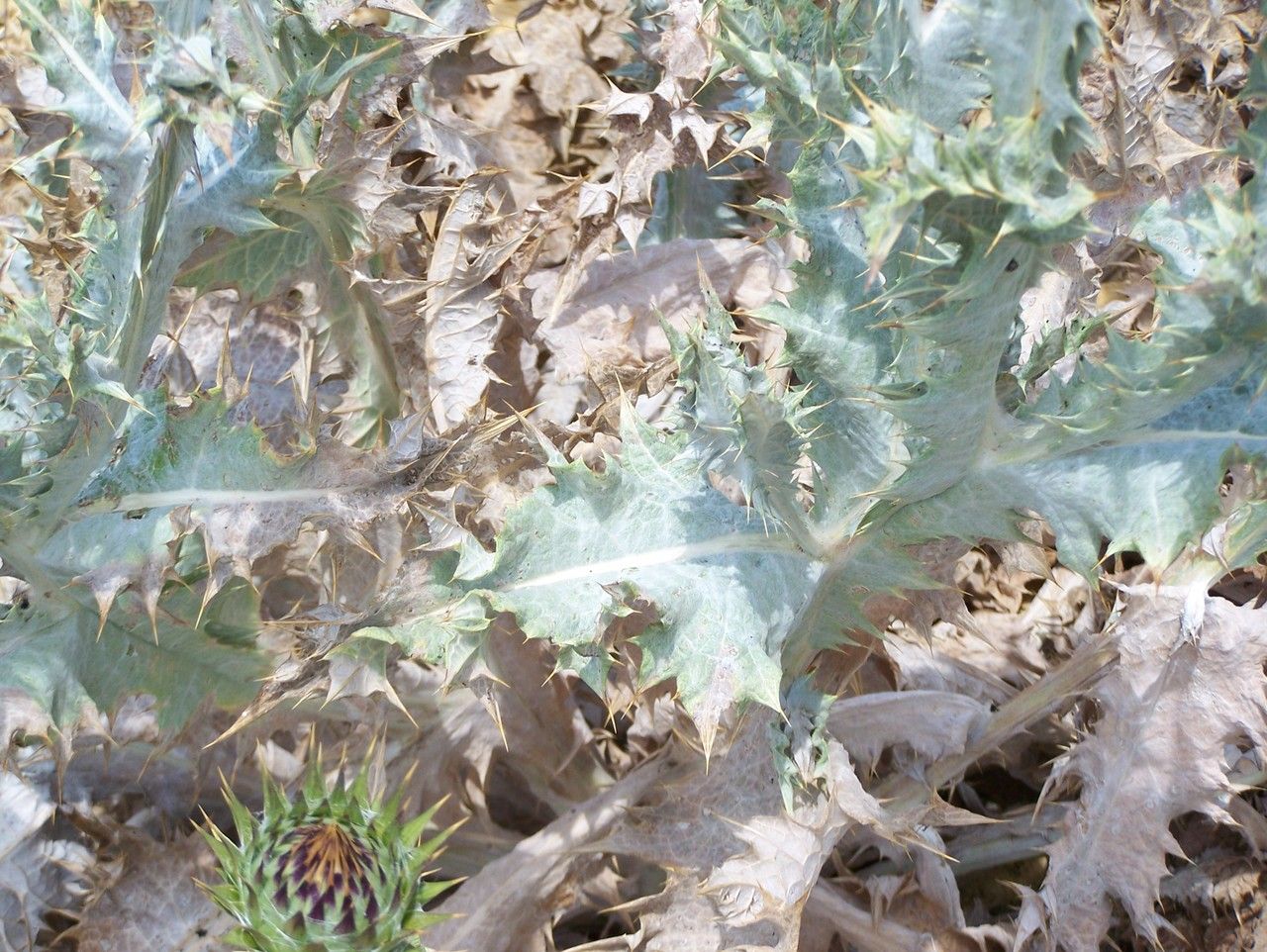 Onopordum platylepis leaf