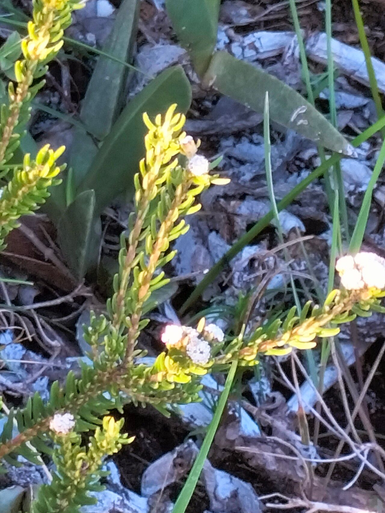 Phylica ericoides bark