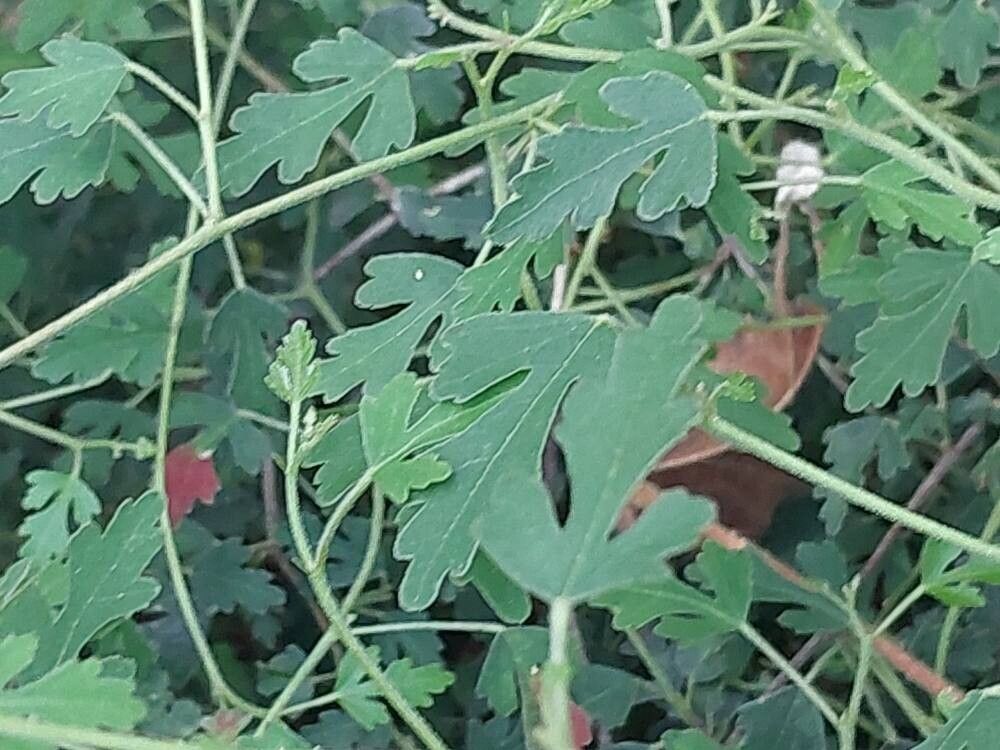 Hibiscus insularis — search result for 'Hibiscus'