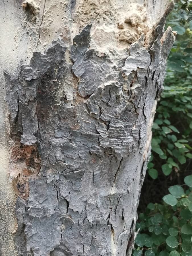 Scolopia zeyheri bark