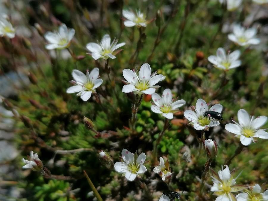 Minuartia verna flower