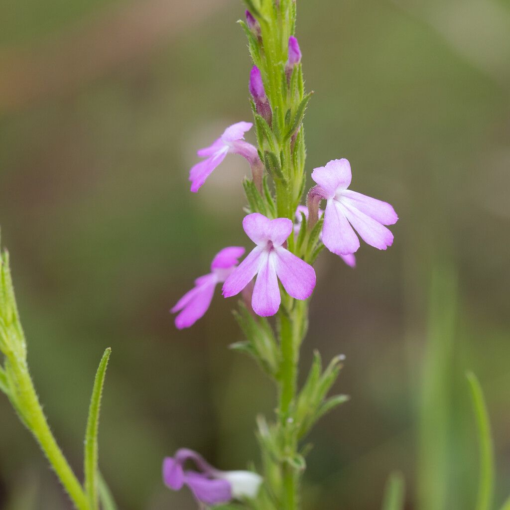 Striga curviflora — houseplant care guide