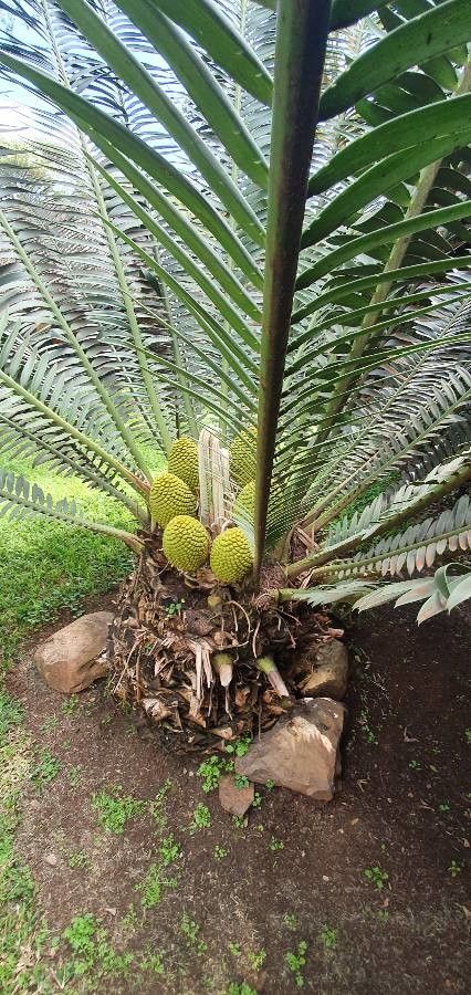Encephalartos tegulaneus habit