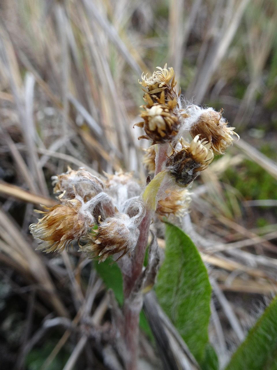 Gnaphalium antennarioides flower