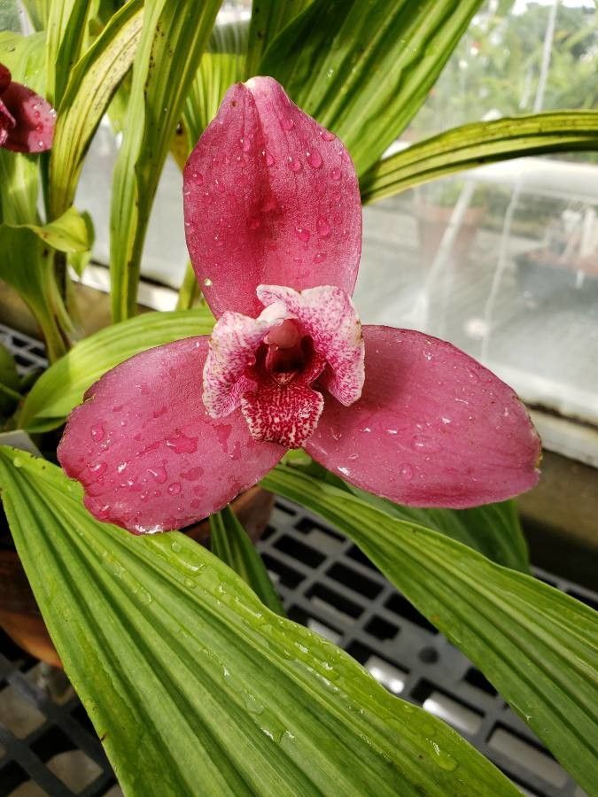 Lycaste virginalis flower