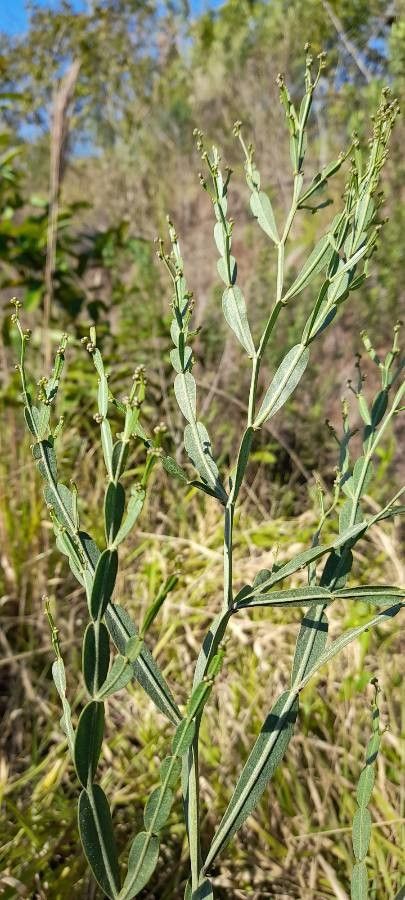 Baccharis articulata habit