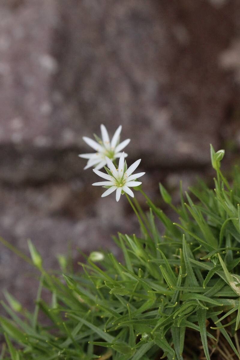 Stellaria pterosperma — search result for 'Stellaria'