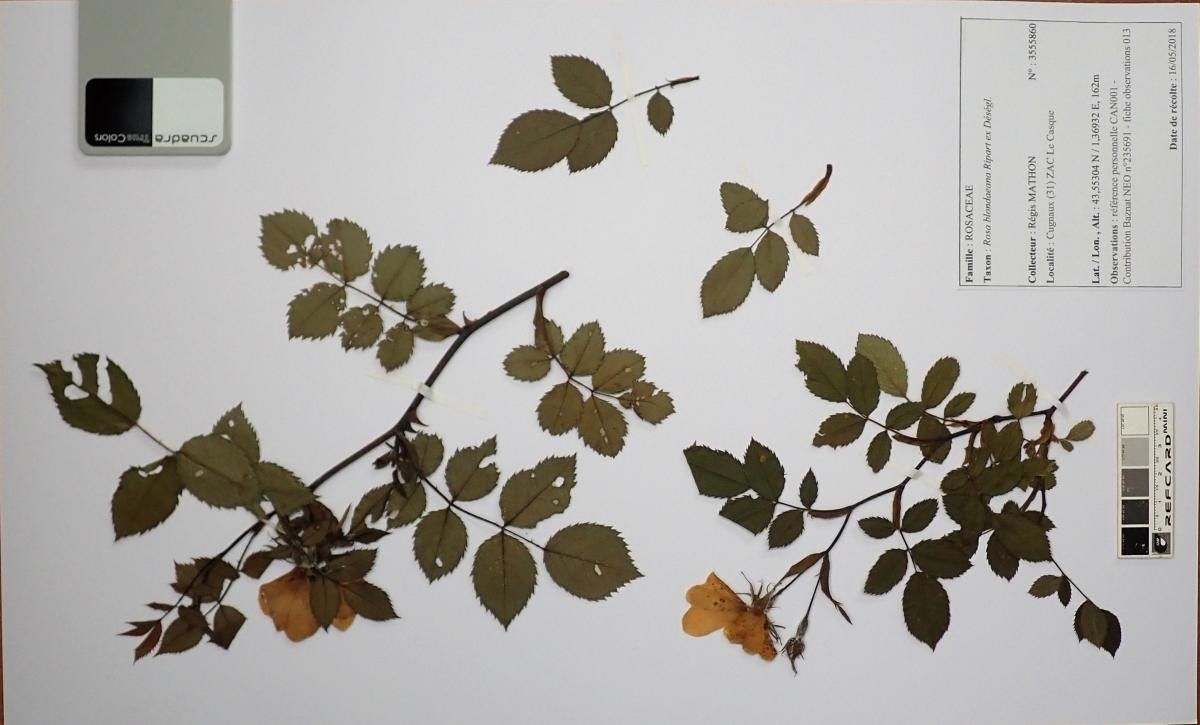 Rosa blondaeana flower