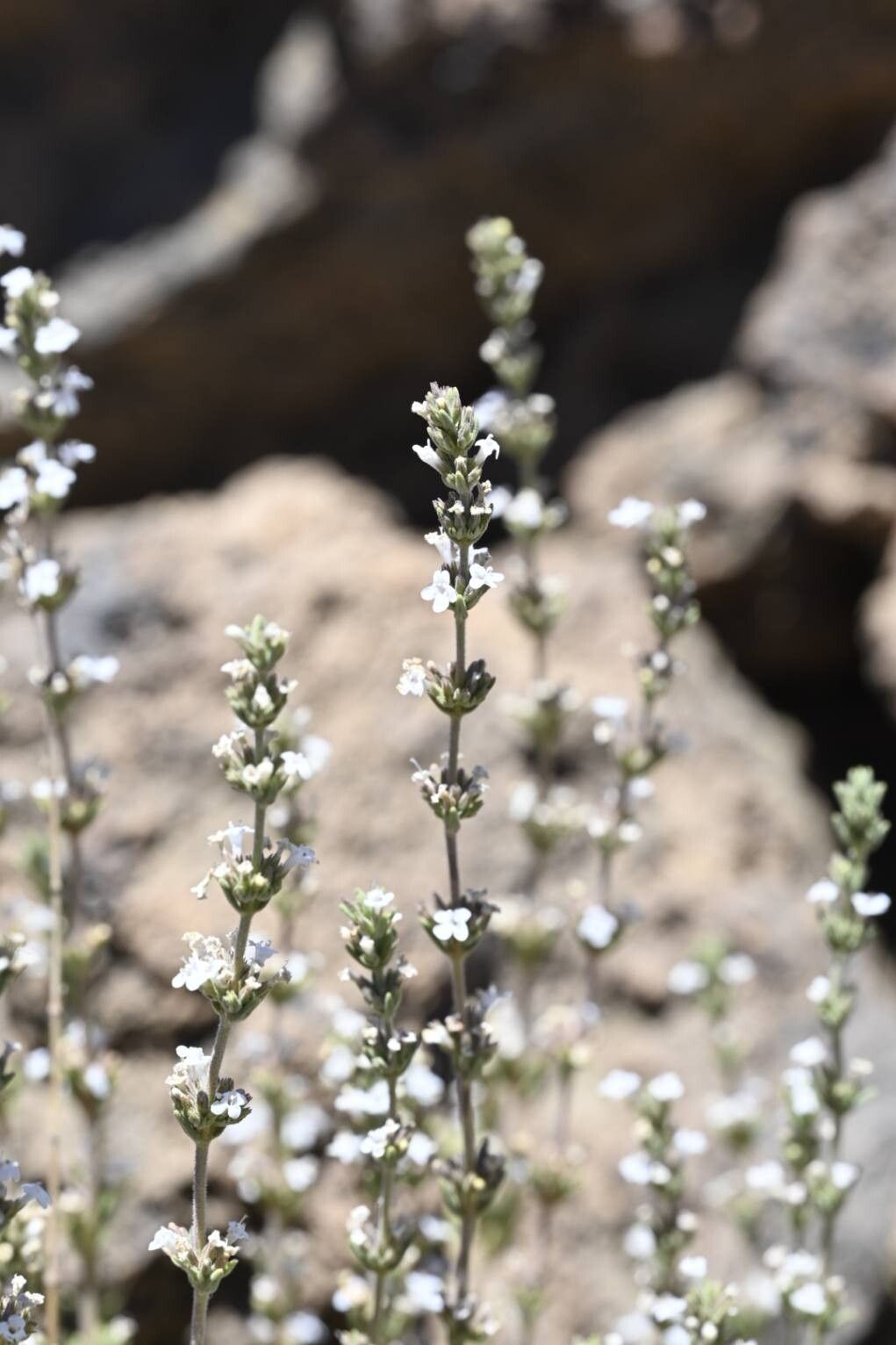 Micromeria lachnophylla flower