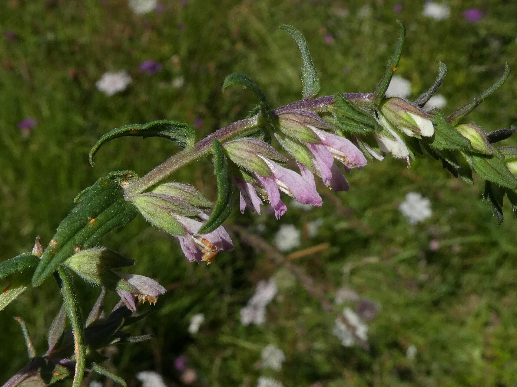 Odontites vulgaris bark