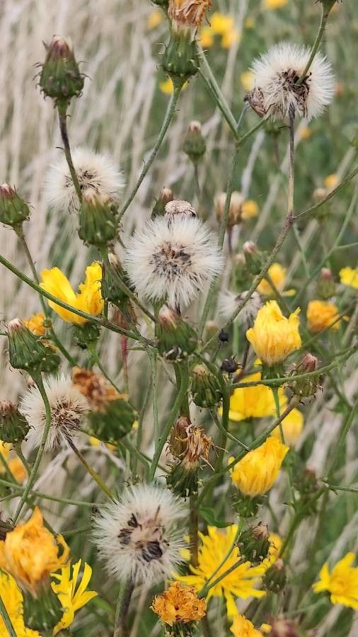 Hieracium umbellatum fruit