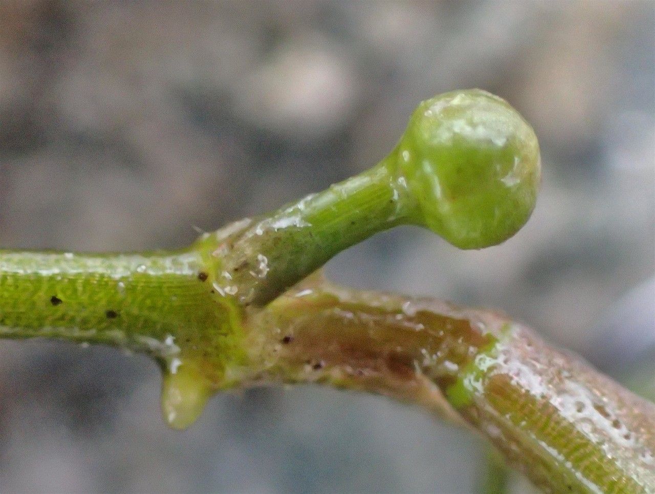 Ranunculus trichophyllus fruit