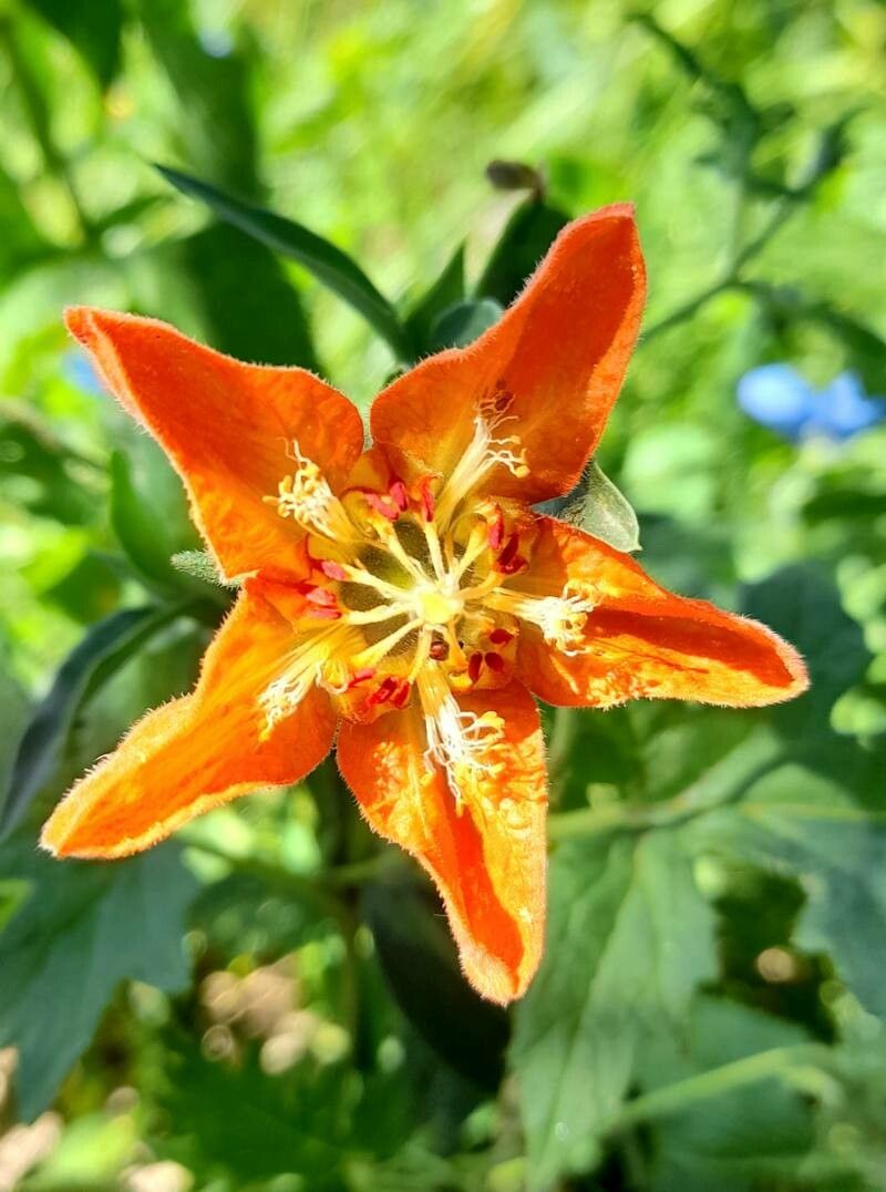 Caiophora lateritia flower