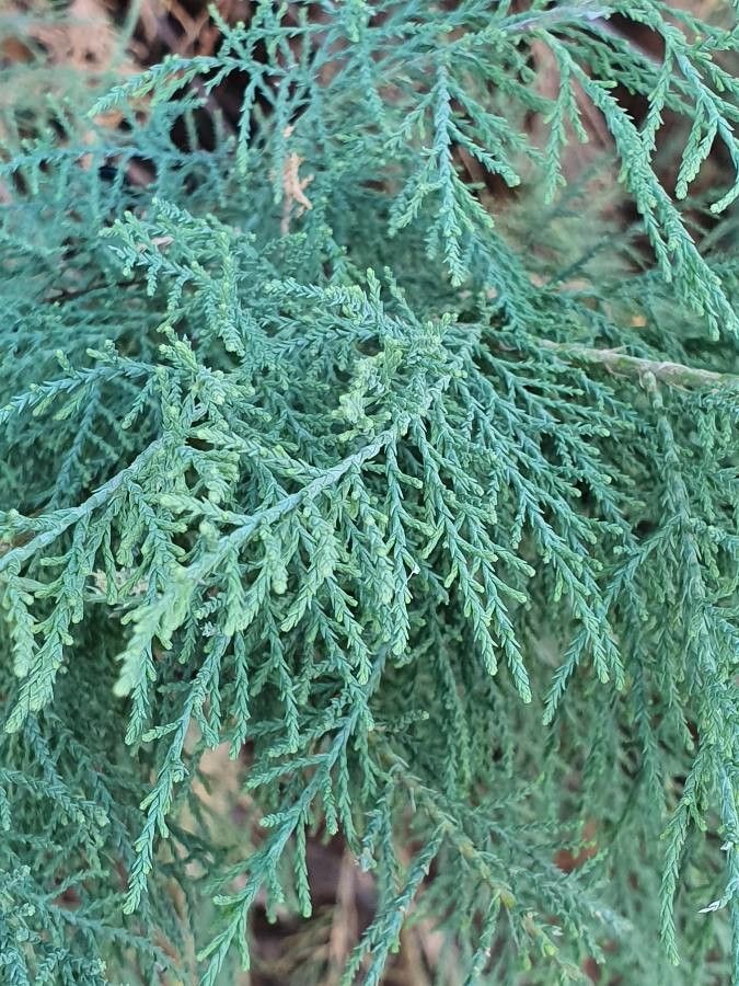 Suaeda monoica — search result for 'Suaeda'