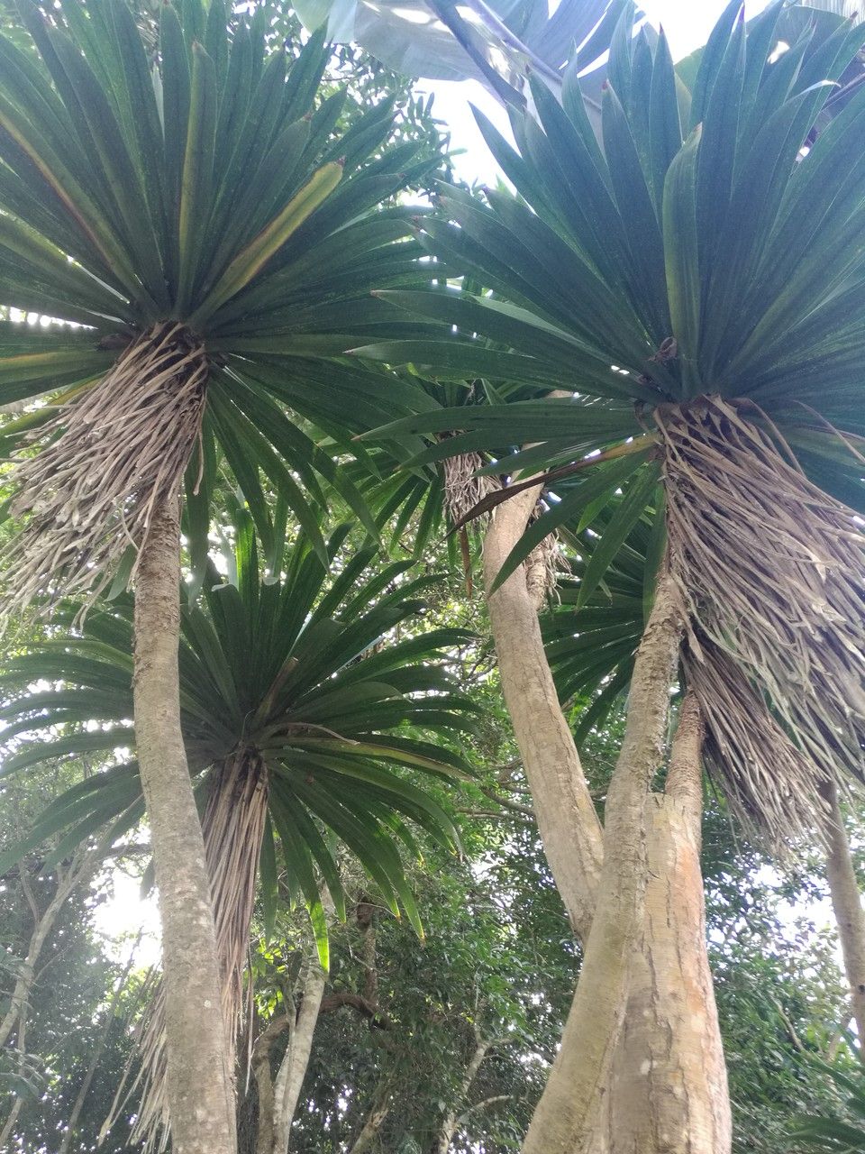 Dracaena cambodiana habit