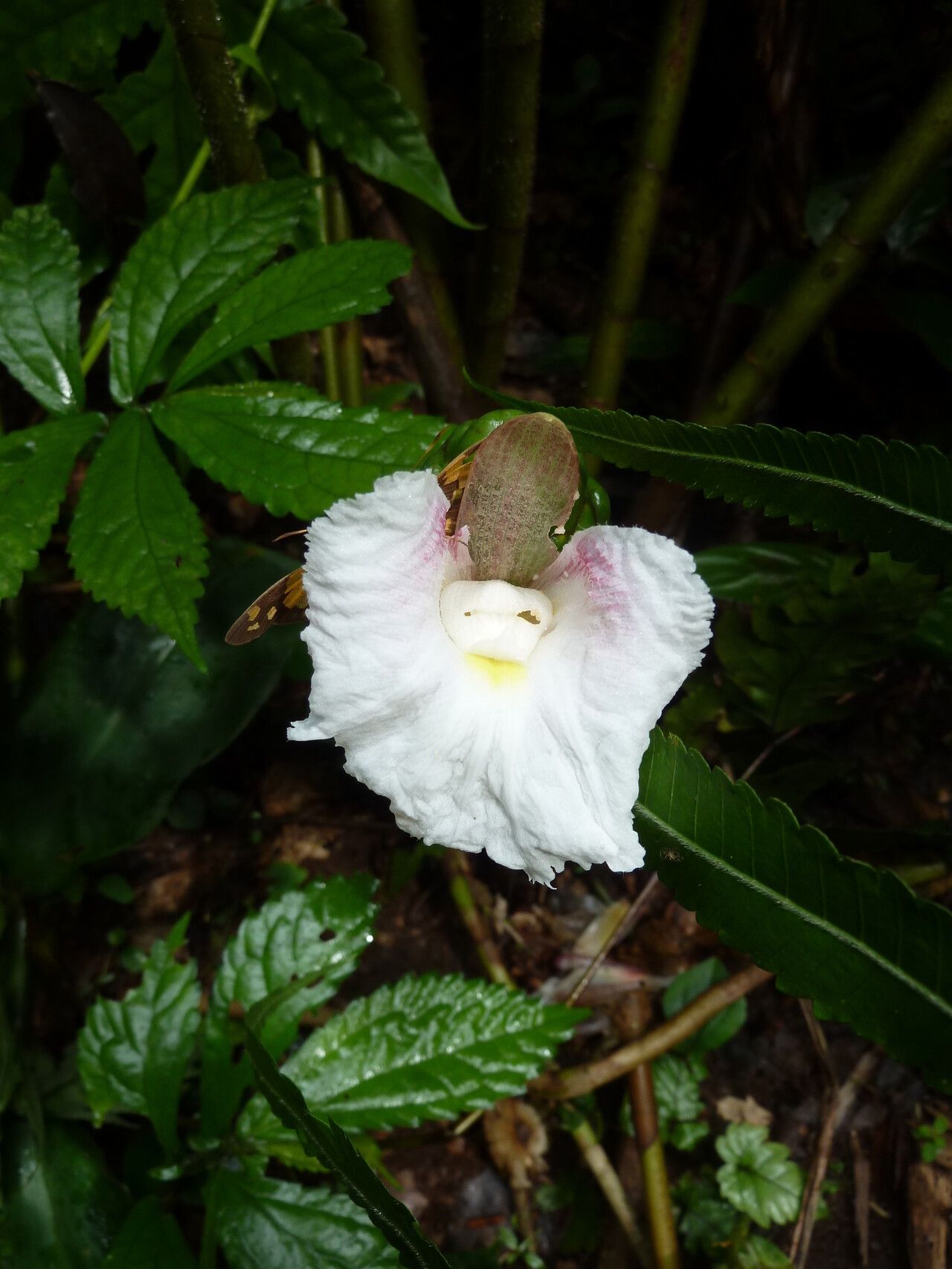 Costus nimba flower