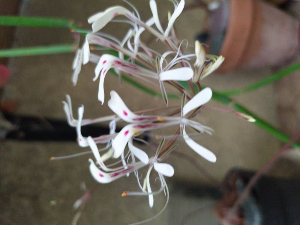 Pelargonium triandrum — houseplant care guide