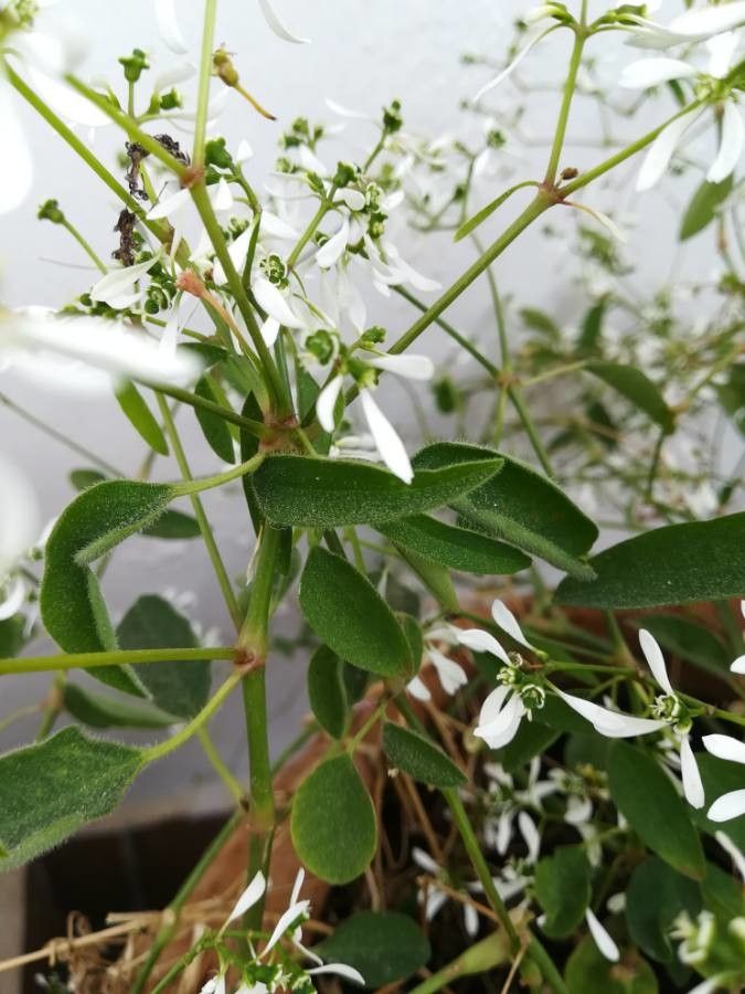 Chamaesyce hypericifolia leaf