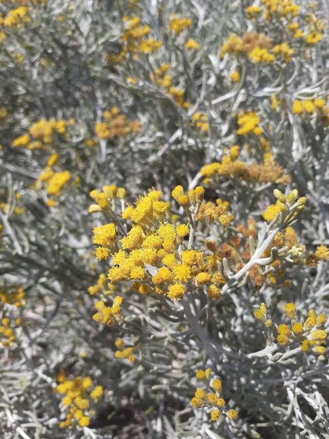 Cneorum pulverulentum flower