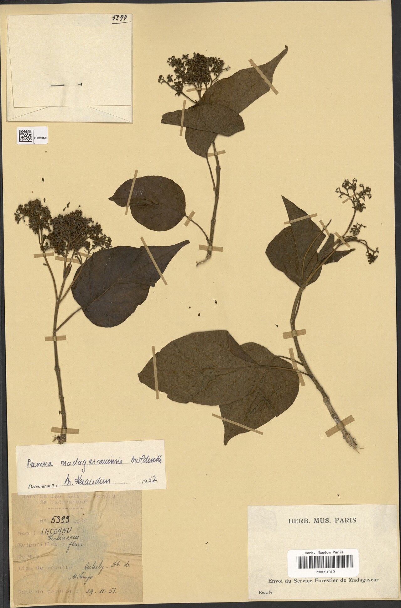 Premna madagascariensis — houseplant care guide