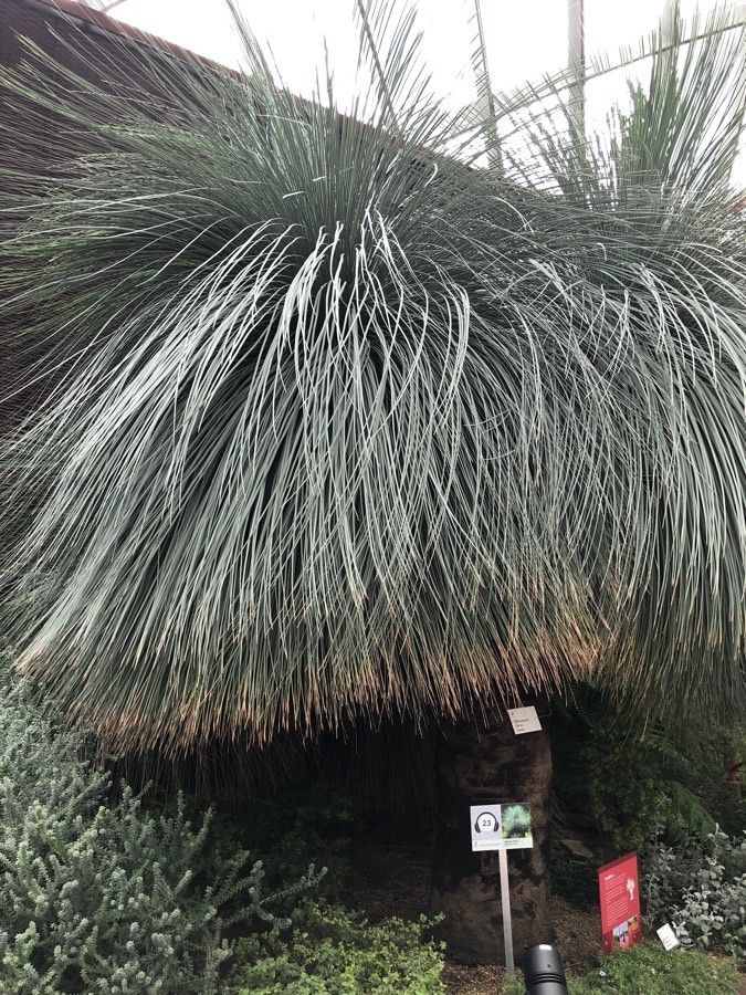 Xanthorrhoea glauca — related species from the same genus