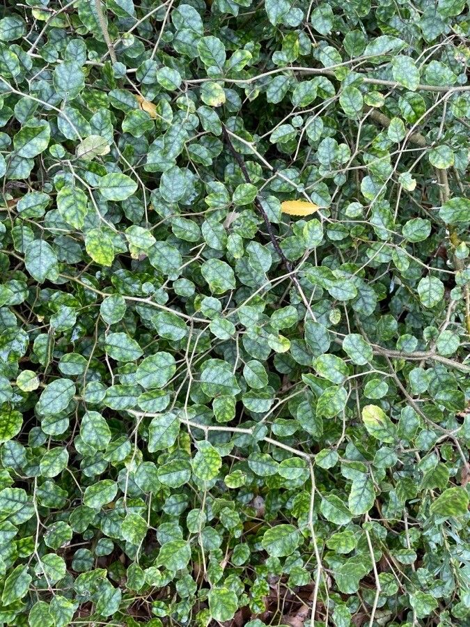 Carpodetus serratus leaf