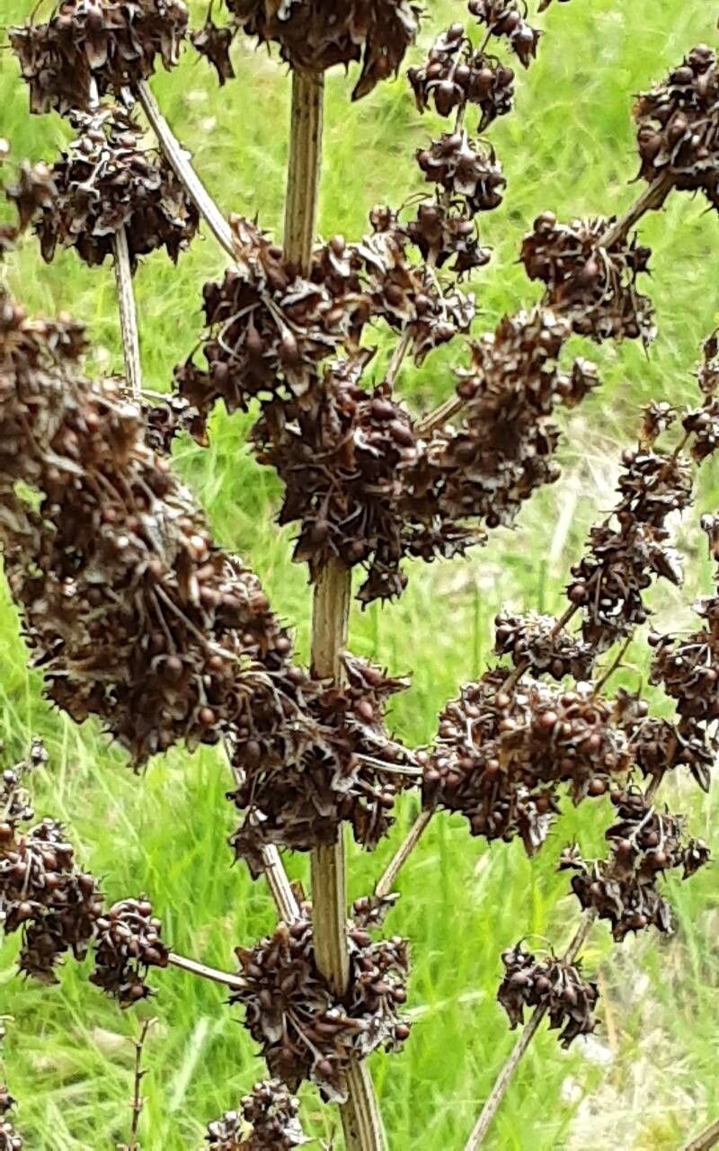 Rumex × acutus fruit