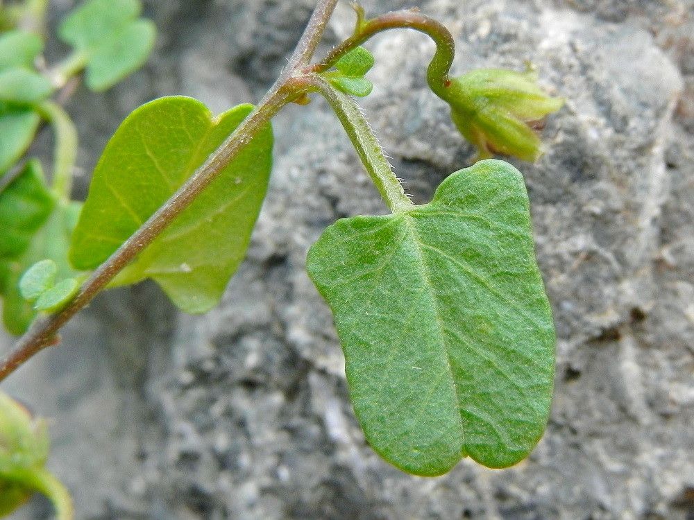 Polymeria pusilla — houseplant care guide