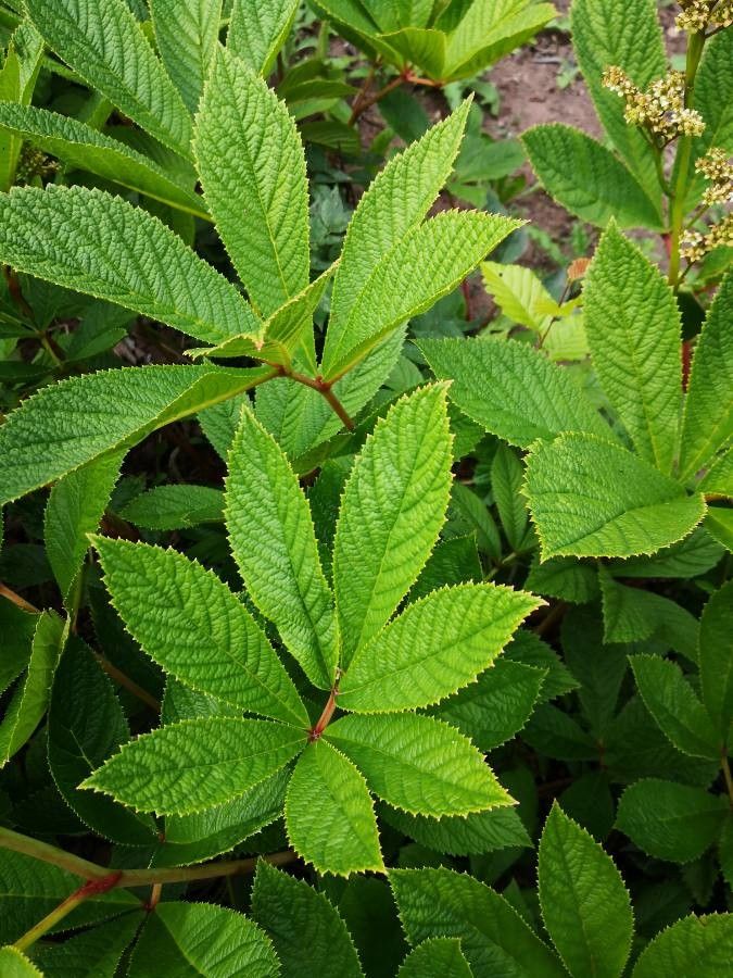 Rodgersia aesculifolia leaf