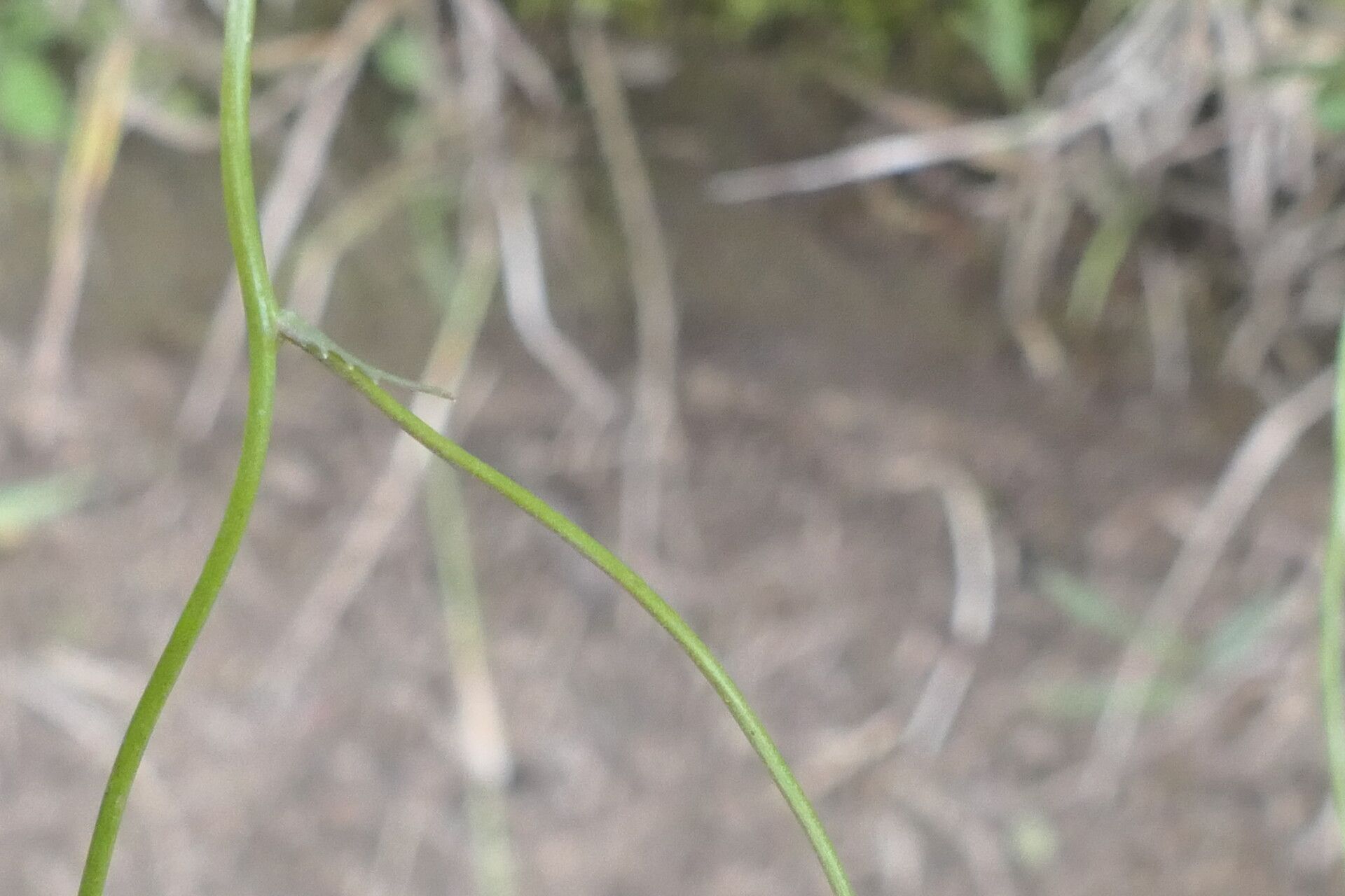 Wahlenbergia undulata bark