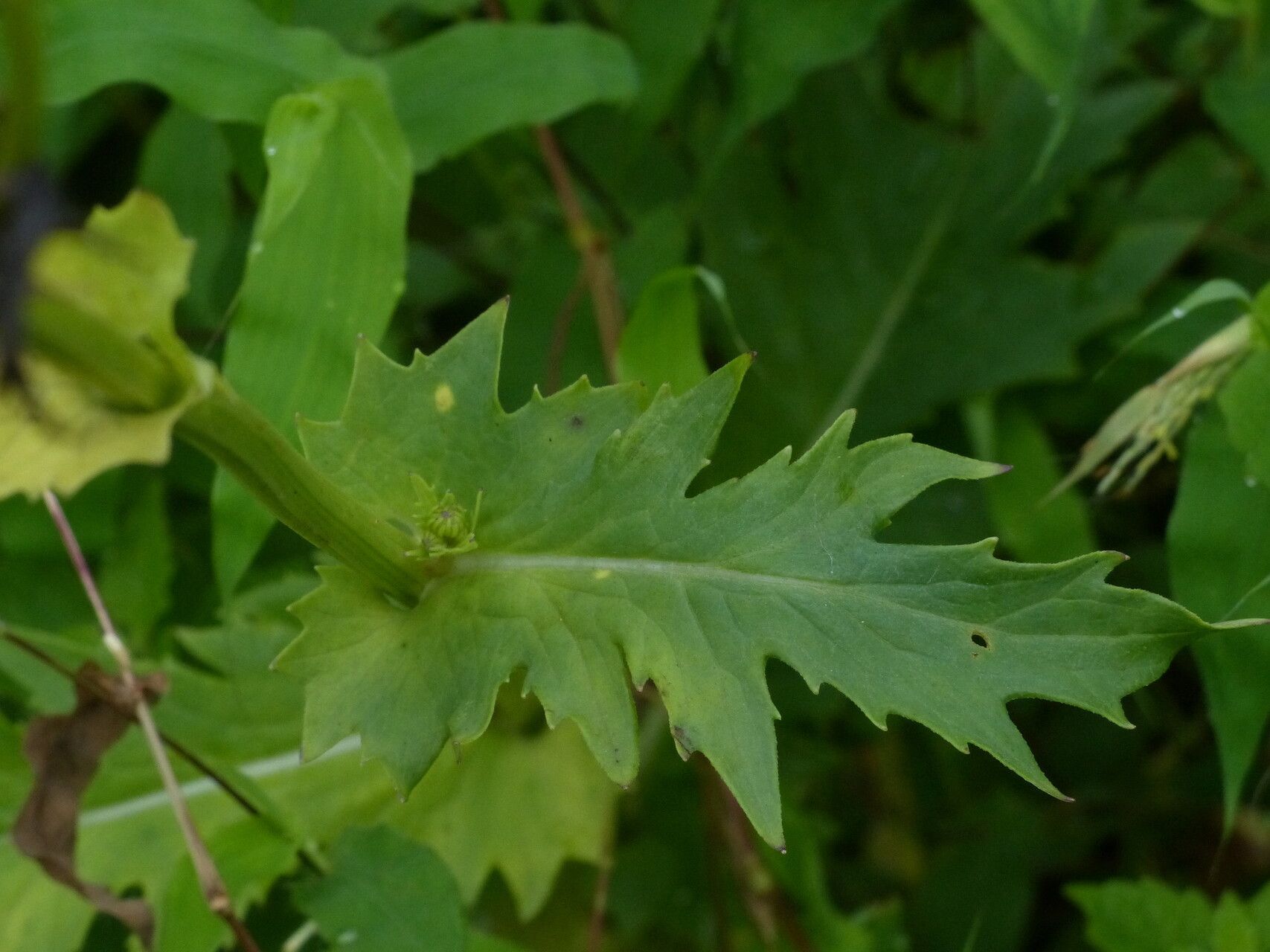 Gynura amplexicaulis leaf