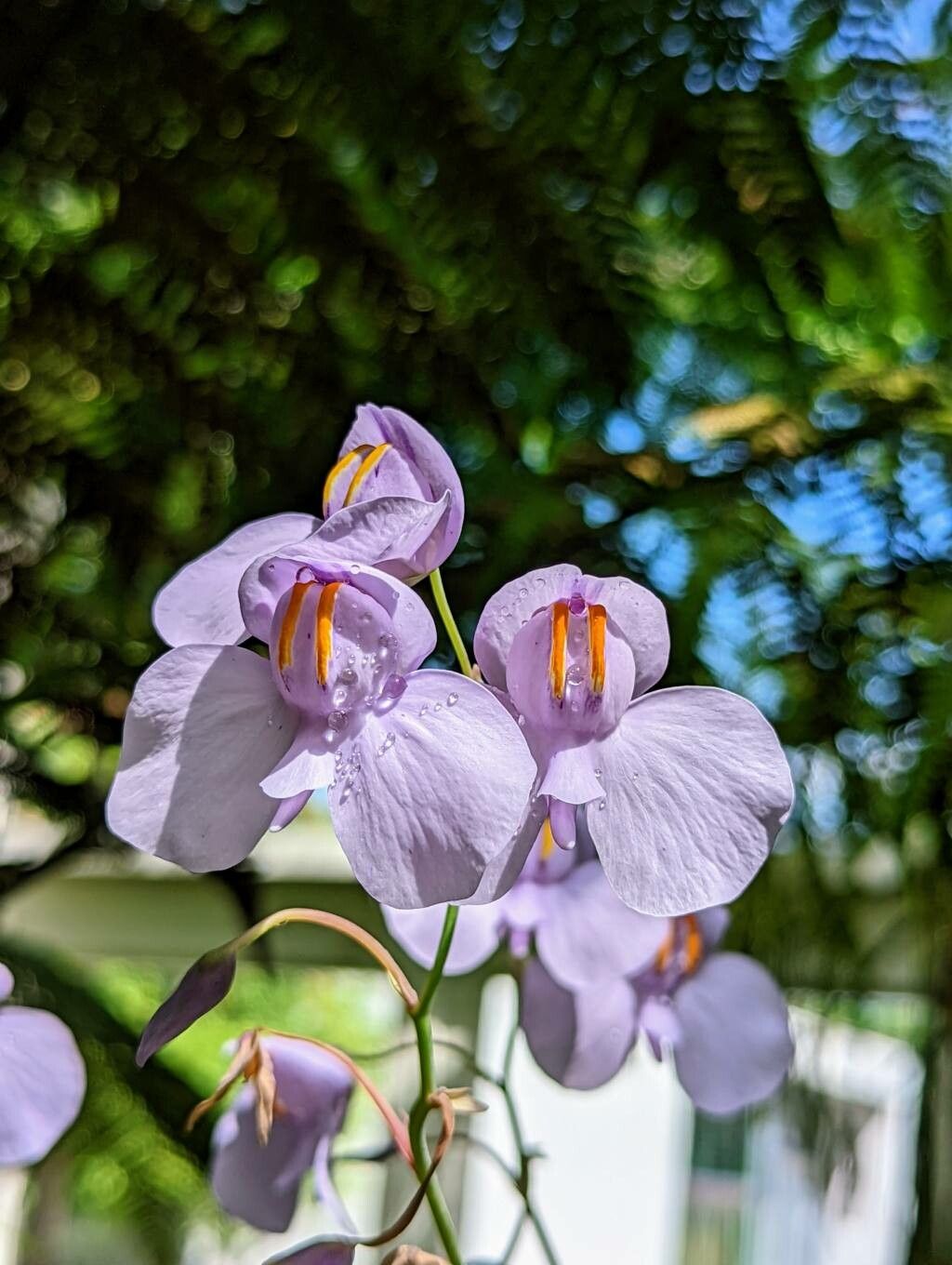 Utricularia reniformis flower