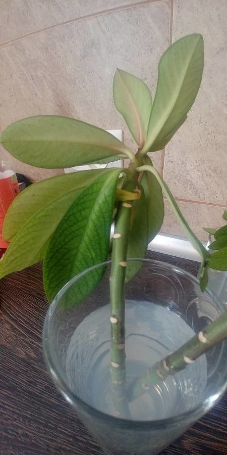 Himatanthus drasticus bark