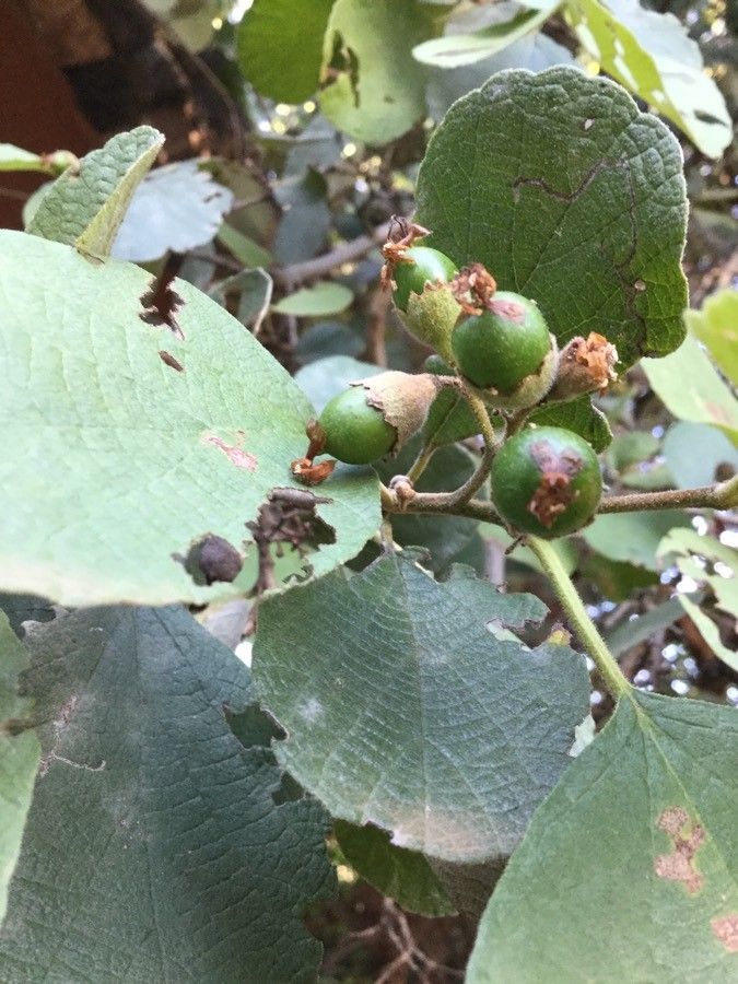 Cordia ovalis fruit