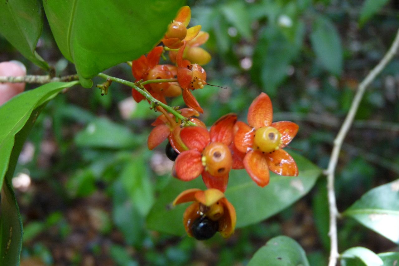 Ochna multiflora fruit