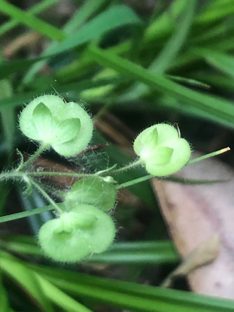 Veronica montana fruit