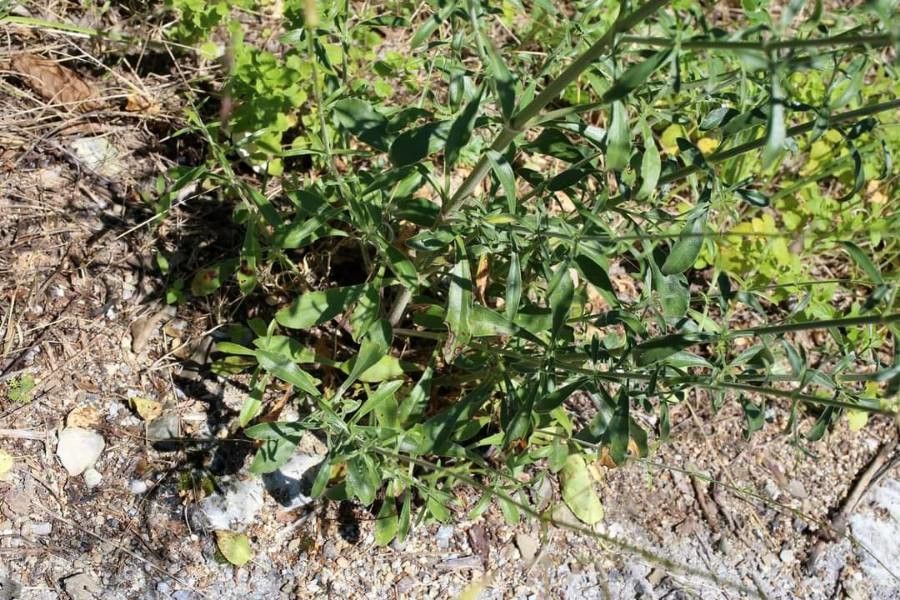 Silene gigantea — houseplant care guide