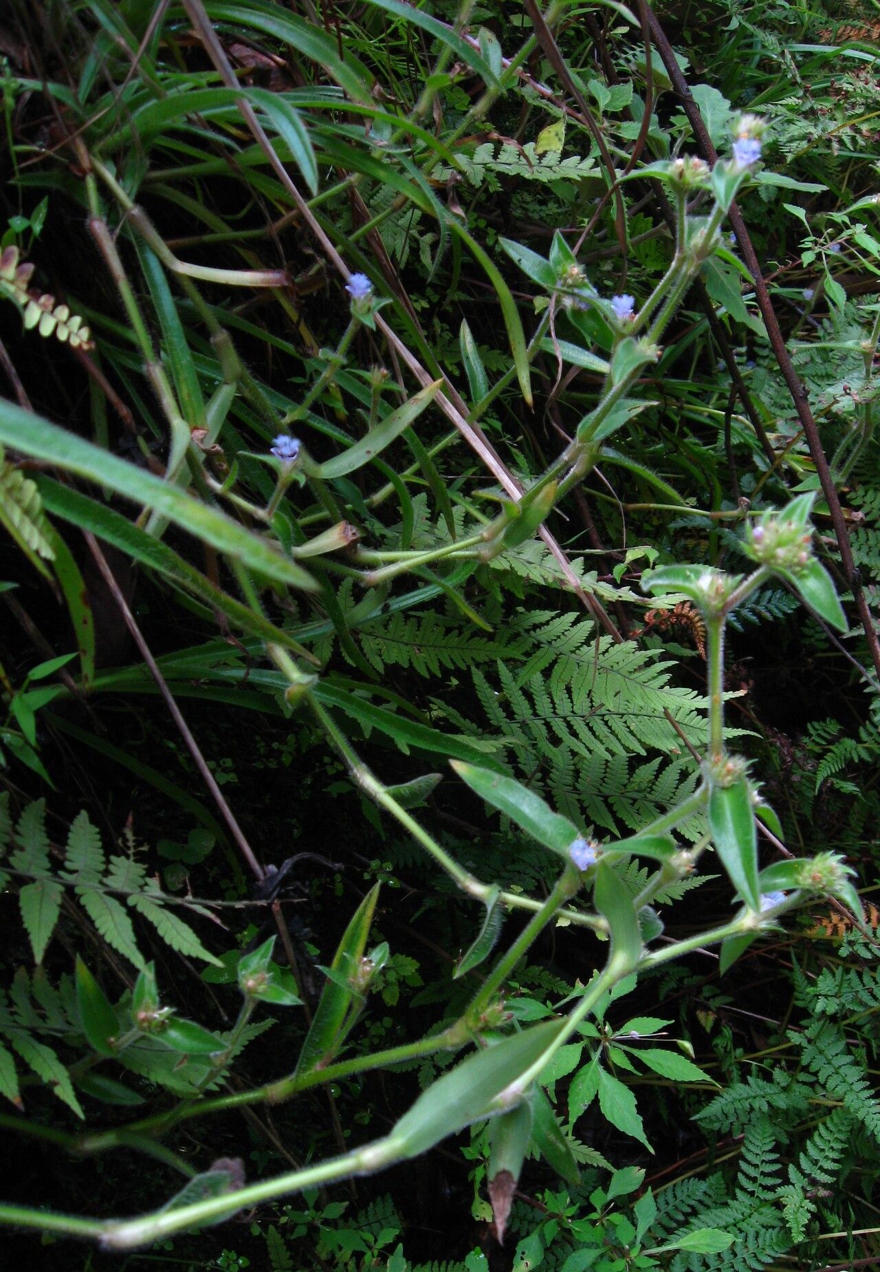 Cyanotis arachnoidea habit