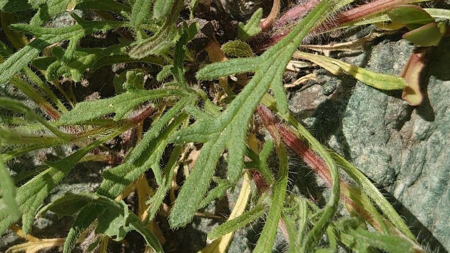 Ajuga chamaepitys leaf