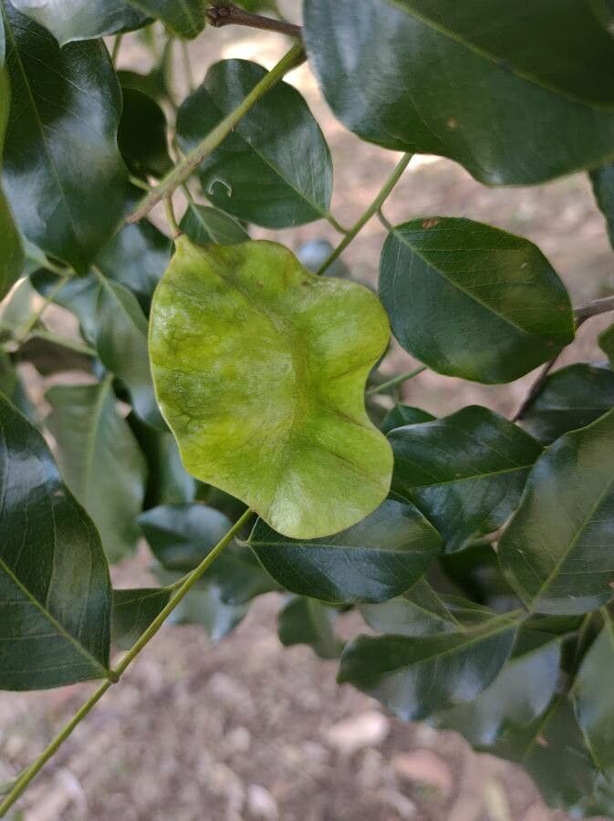 Pterocarpus violaceus fruit