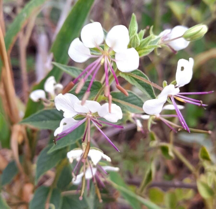Cleome cordobensis flower