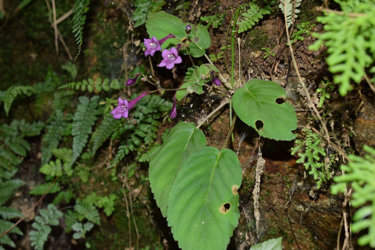 Didymocarpus cinereus habit