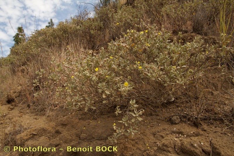 Helianthemum gorgoneum — houseplant care guide