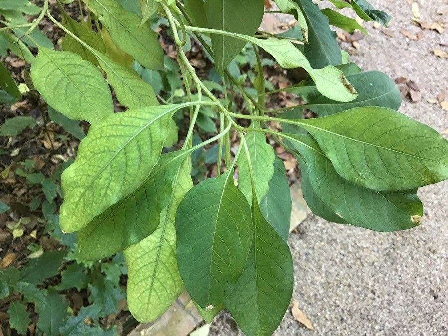 Iochroma australe leaf